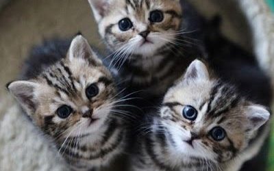 CALICIVIRUS FELINO EN OTOÑO