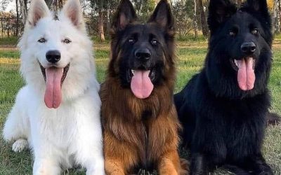 Castración química para perros