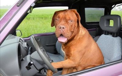 Emisión de Pet Travel Scheme