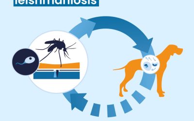 Vacuna a tu mascota contra la leishmaniosis y protege a toda tu familia